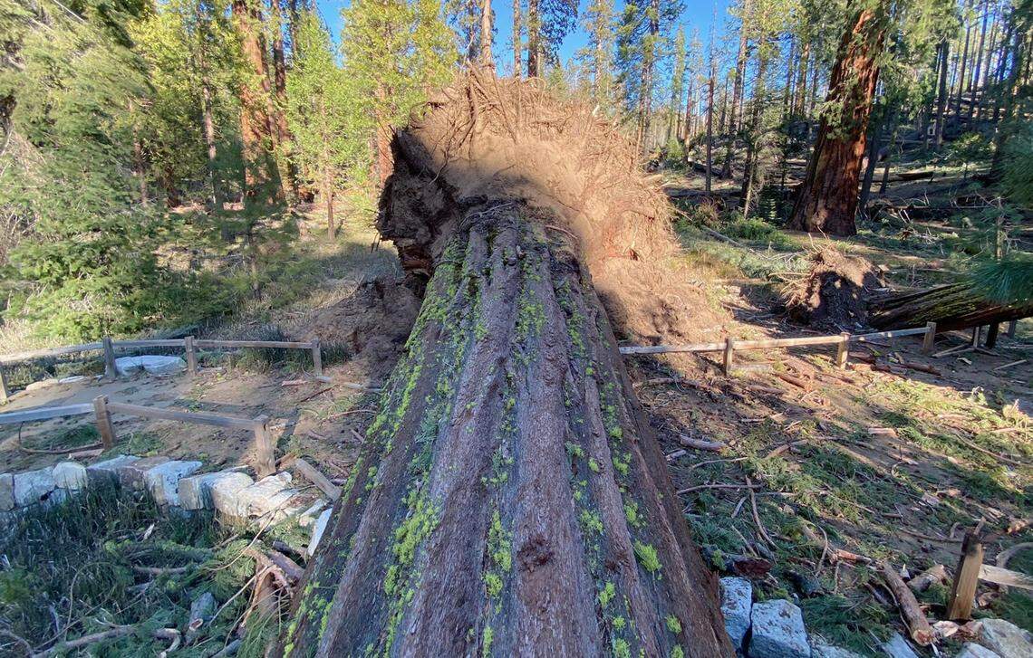 A fallen giant in Yosemite’s Mariposa Grove of Giant Sequoias after strong winds ripped through the area on Jan. 18, 2021.