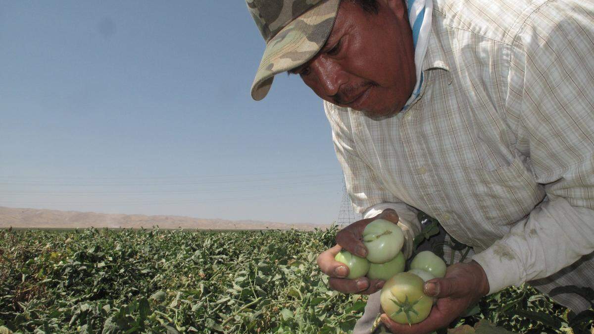 Farmworker Florentino Reyes picks tomatoes at a field near Mendota, Calif. Agriculture is one of the key parts of Fresno County’s land uses.