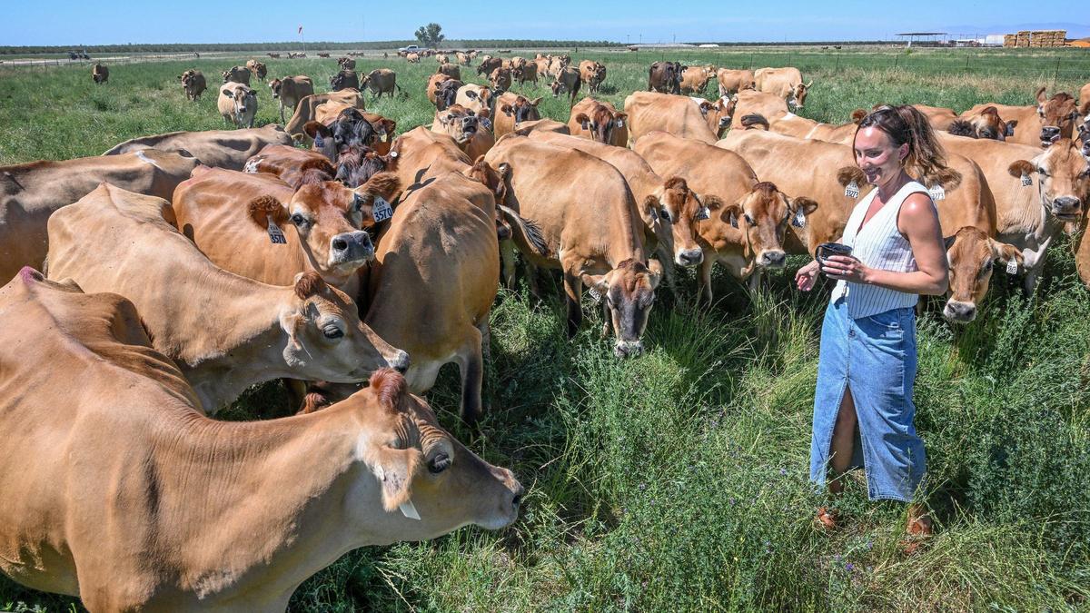 Kaleigh Stanziani, co-owner and marketing director at Raw Farm USA, spends some time with the jersey cows as they graze in a field at the dairy in Fresno County on Friday, June 14, 2024.