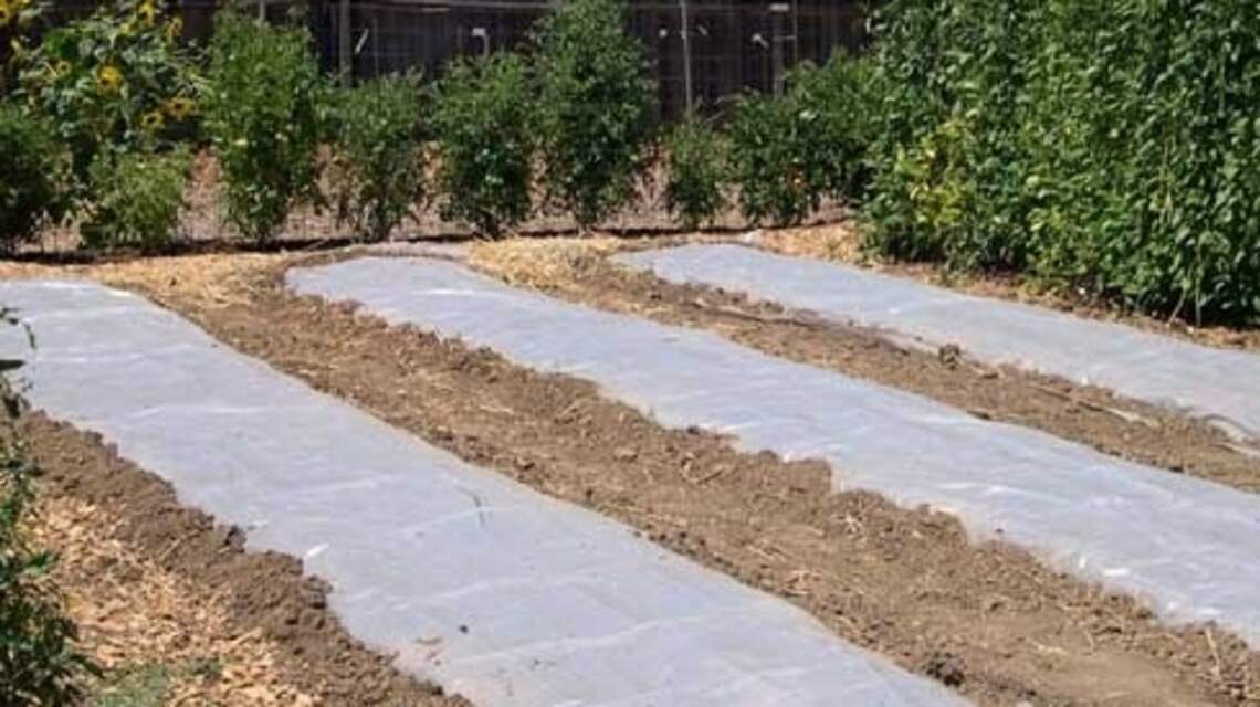 Summer’s the best time to use this ecologically friendly way of killing weeds and pests