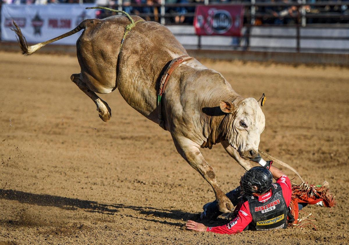 Bull Cake Pop nearly lands on top of rider Silvano Alves in the first section of bull riding during the Professional Bull Riders event on the opening day of the Clovis Rodeo on Wednesday, April 20, 2022.