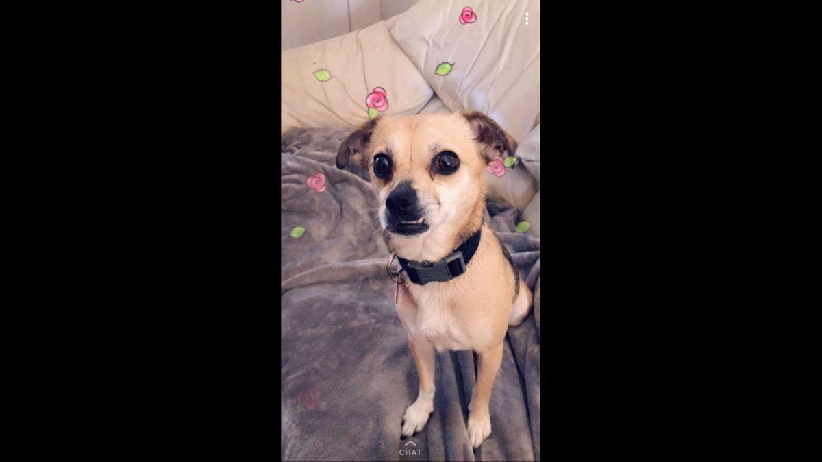 Baby, a 5-year-old pug mix, died suddenly in his back yard. It’s a mystery to Angelica Cardiel.