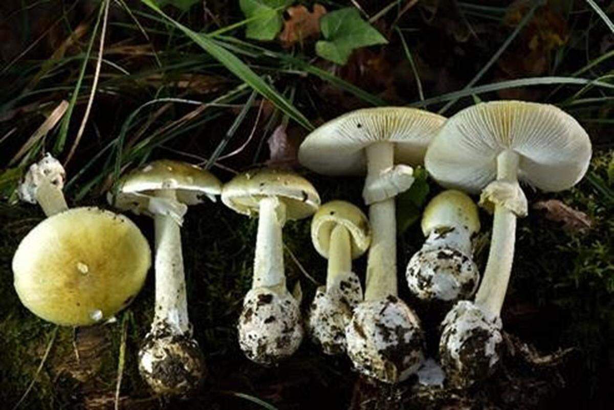 Death cap mushrooms are easily mistaken for safe, edible varieties.