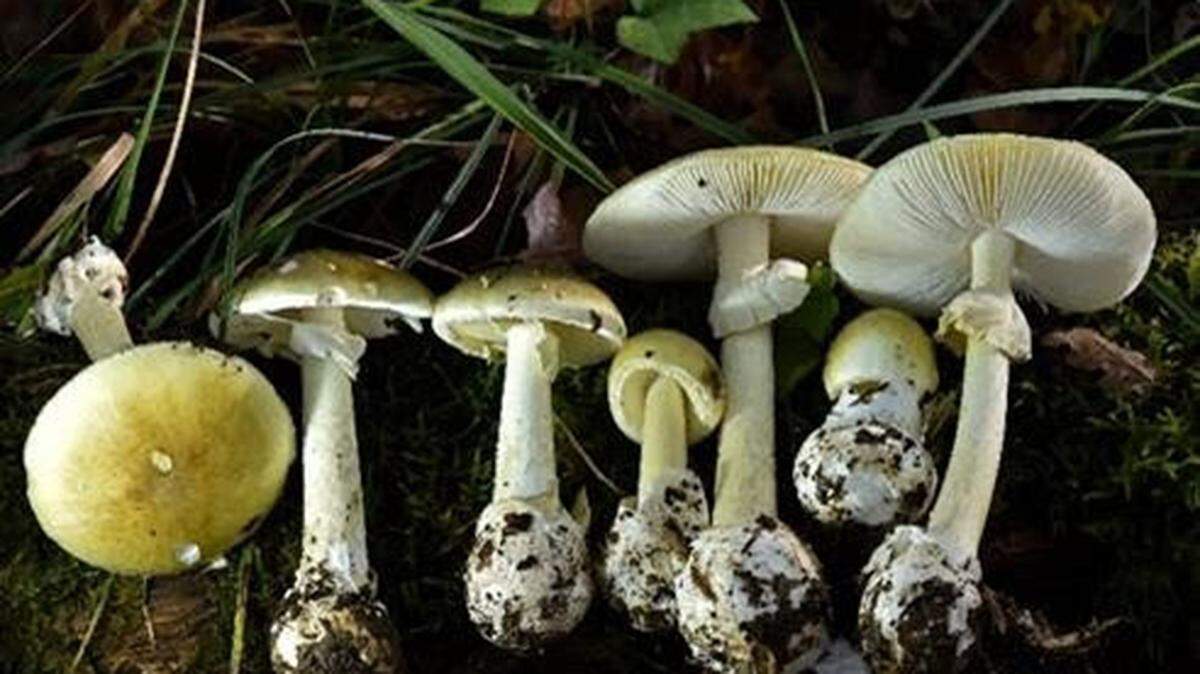 Death Cap mushrooms.