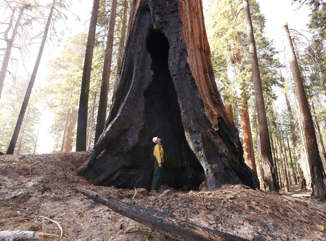 Assistant Fire Manager Leif Mathiesen, of the Sequoia & Kings Canyon National Park Fire Service, looks for an opening in a burned-out giant sequoia from the Redwood Mountain Grove that was devastated by the KNP Complex earlier in the year, on Friday, Nov. 19, 2021.