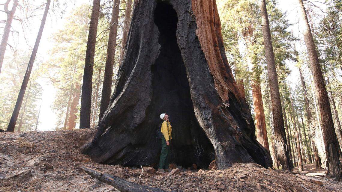 A National Park Service fire official examines a burned-out giant sequoia devastated by the KNP Complex fire.