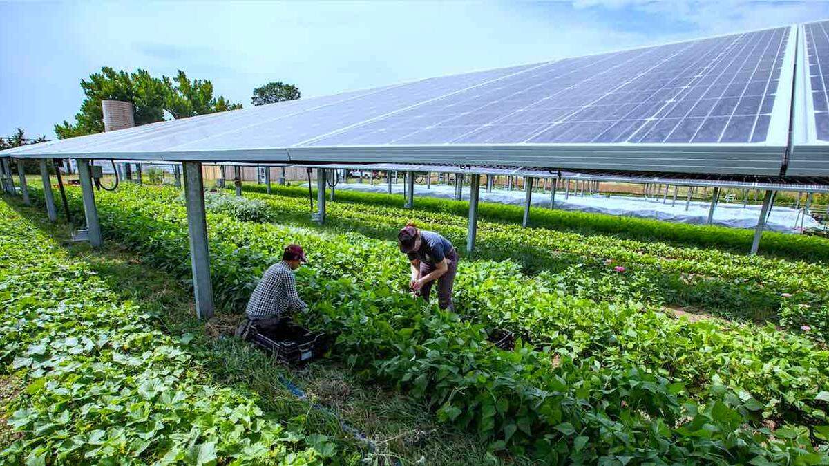American farms are growing crops under solar panels. But California’s Public Utilities Commission wants to change rates for farms using solar. One expert thinks growers will be discouraged from using solar.