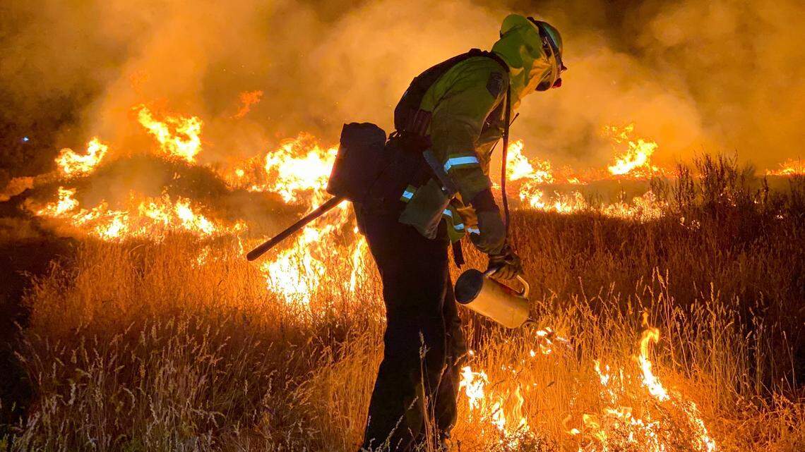 A Cal Fire firefighter lights some brush on fire to reduce potential fuel for the Mineral fire burning west of Coalinga, CA, in western Fresno County.