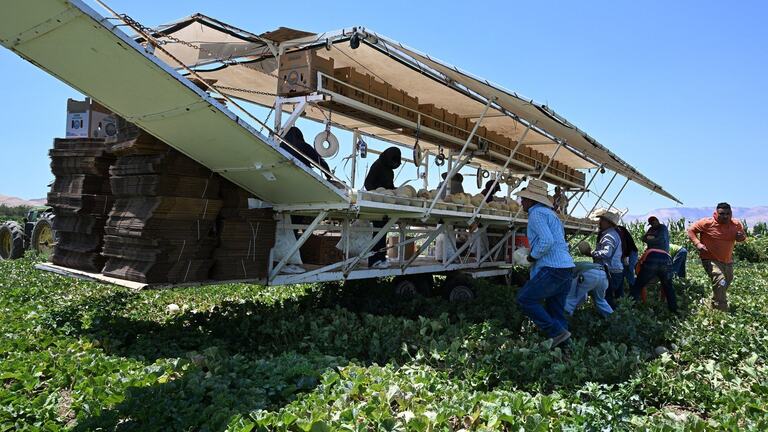 UFW surveys undocumented farmworkers about immigration raids. How were they affected?