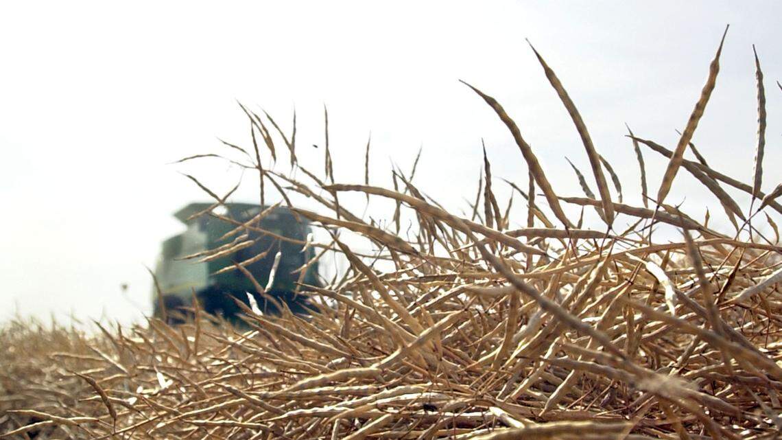 In this file photo, workers are shown harvesting canola on a farm in Kansas.