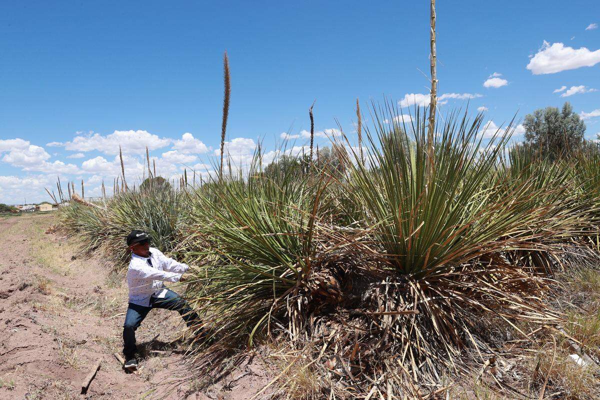 The jimador José Luis cuts a sotol plant in the crops of the Faculty of Agricultural and Forestry Sciences of the Autonomous University of Chihuahua in the city of Delicias. / El jimador José Luis corta una planta de sotol en los cultivos de la Facultad de Ciencias Agrícolas y Forestales de la Universidad Autónoma de Chihuahua en el municipio de Delicias.