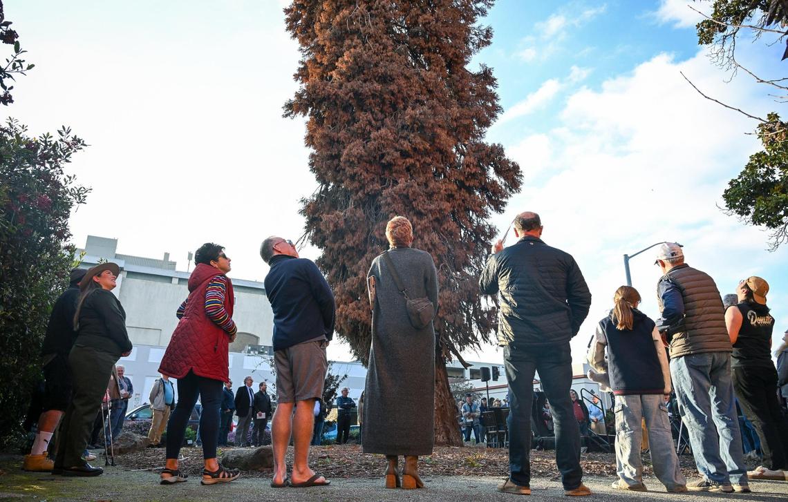 Residents gather around the Legacy Tree giant sequoia during a ceremony honoring the tree before it was cut down due to a fungal infection in downtown Visalia, on Thursday, Feb. 21, 2025.