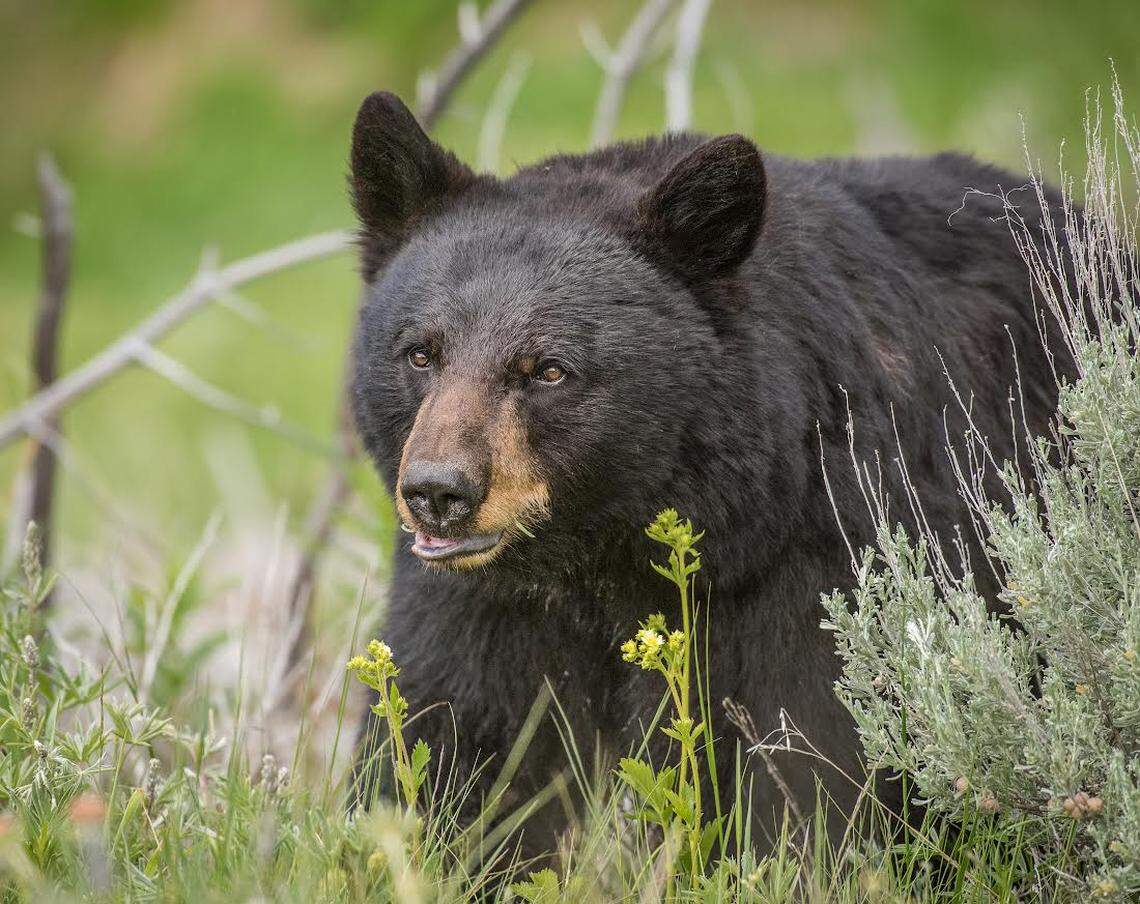 The California Department of Fish and Wildlife cautions that bear activity increases during the summer and is urging the public to take steps to reduce interactions.