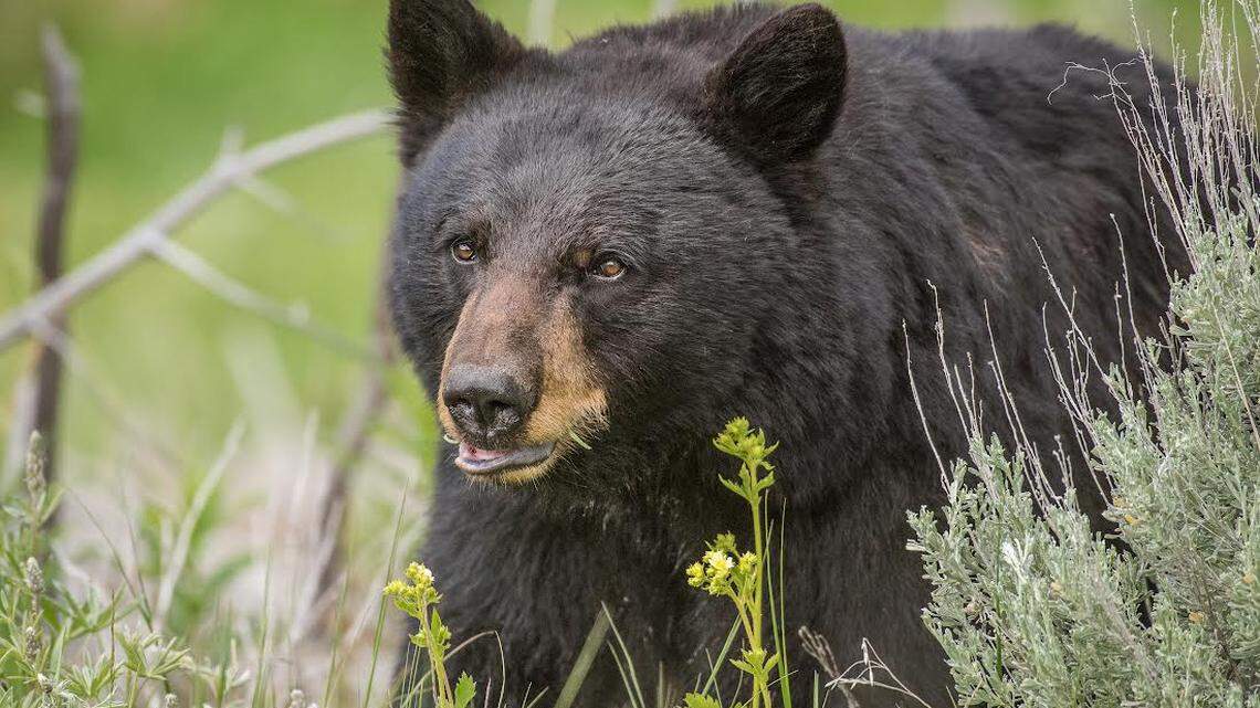 No, hunters don’t need to kill more California black bears | Opinion