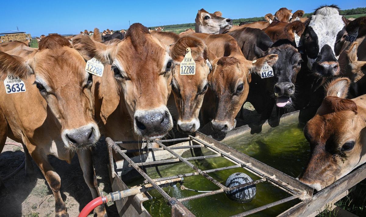 A group of mostly jersey cows crowd together to a get a close look at a human on their grazing field while getting a drink of water at the Raw Farm USA dairy in Fresno County on Friday, June 14, 2024.