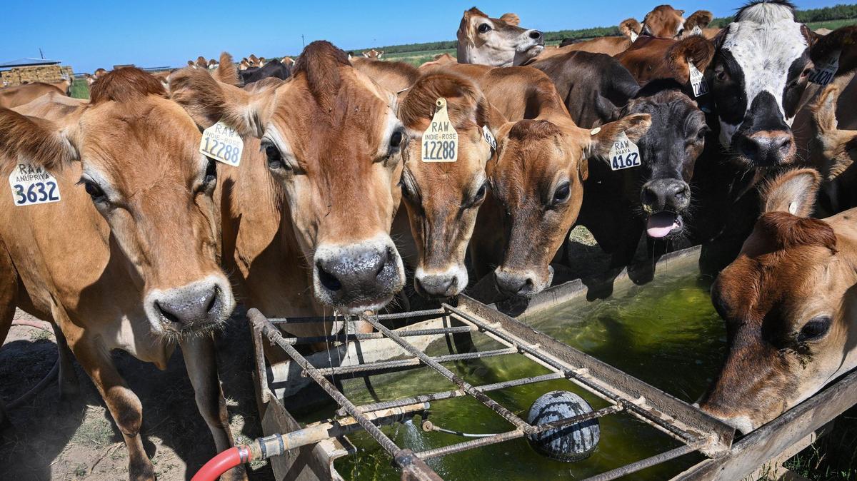 A group of mostly jersey cows crowd together to a get a close look at a human on their grazing field while getting a drink of water at the Raw Farm USA dairy in Fresno County on Friday, June 14, 2024.