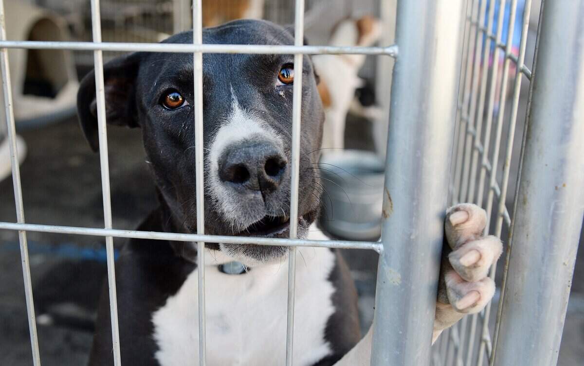 A dog looks out from his pen at Fresno Humane Animal Services in 2016.