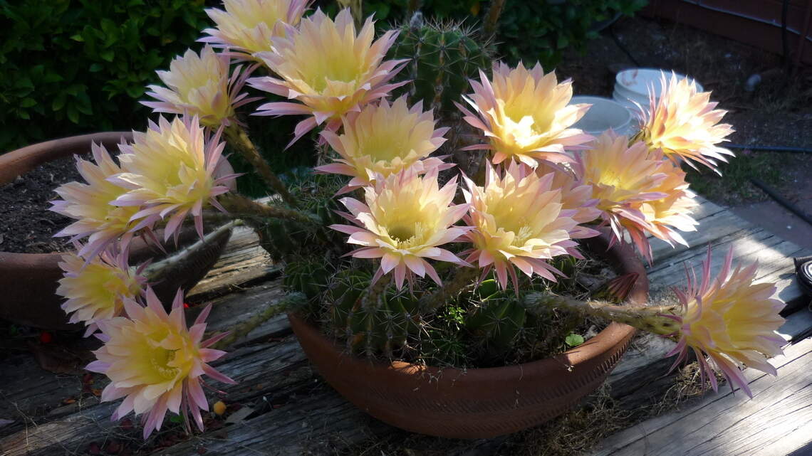 Photos from our readers: Proud of their cactus plants