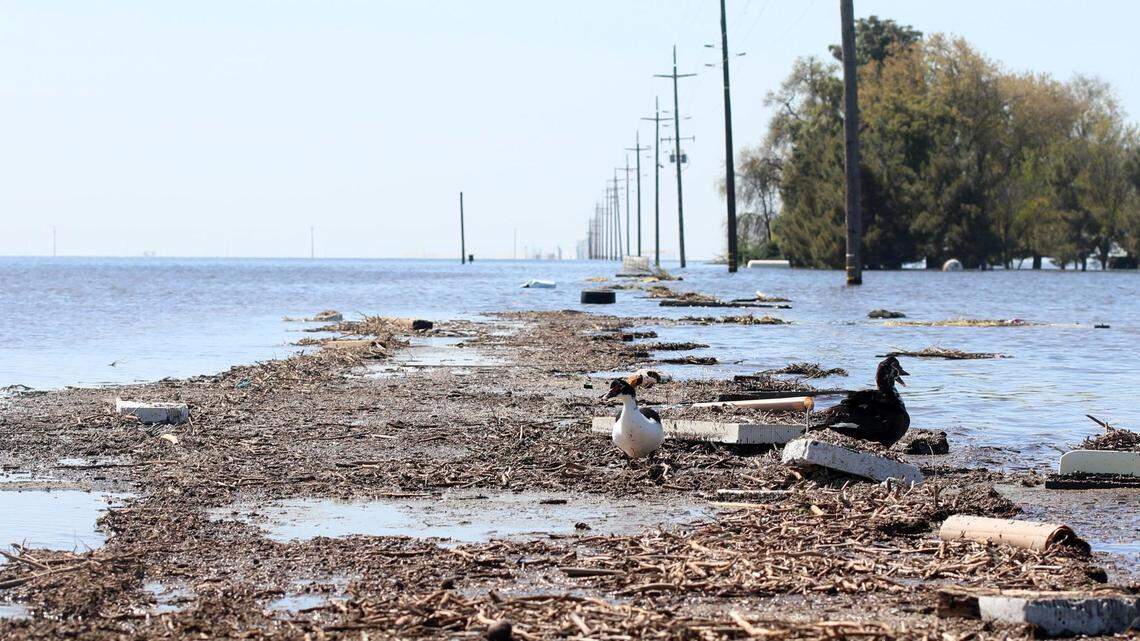 Dos patos caminan por 6th Avenue en dirección sur, mientras la vía desaparece bajo la inundación generalizada. como se veía alrededor de una milla al sur de Quebec Avenue, en el sur de la ciudad de Corcoran, donde la inundación ha vuelto a crear el antiguo lago Tulare. Fotografiado el jueves 6 de abril de 2023 al sur de Corcoran, California.