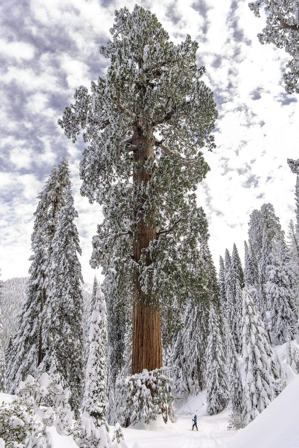 A massive, ancient giant sequoia in the Alder Creek grove that borders Giant Sequoia National Monument.
