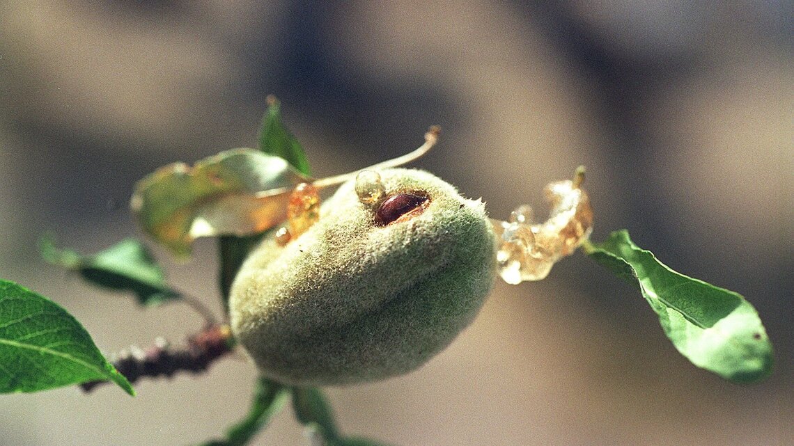 Tree, plant and bush diseases and how to prevent, detect and control them