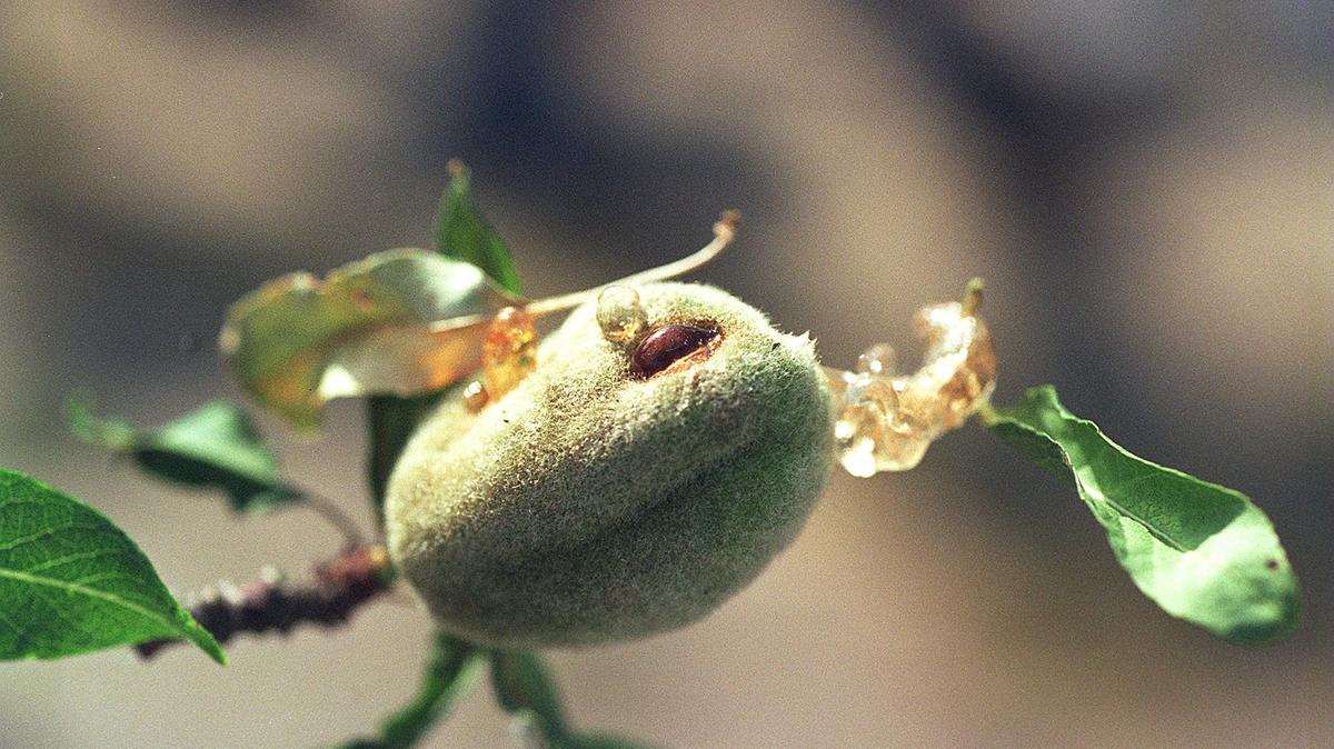 An anthracnose lesion is seen on an almond nut.