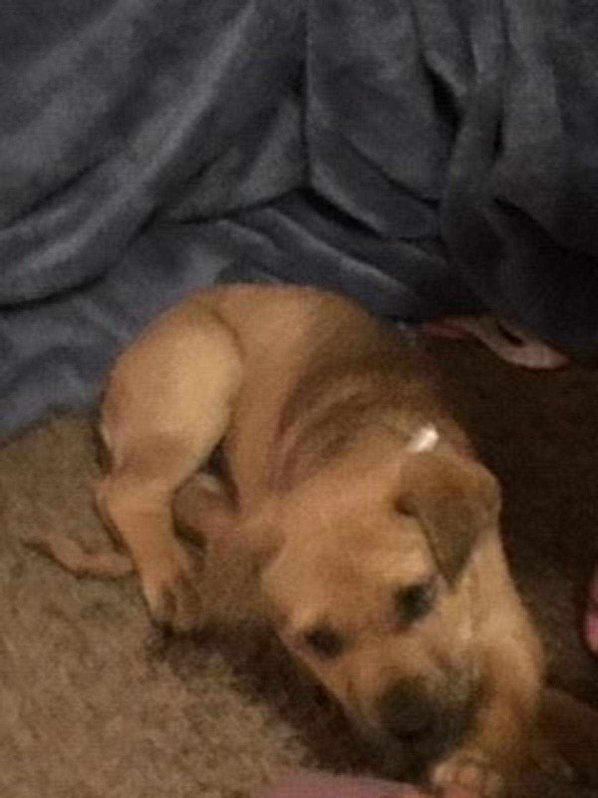 A man admitting to killing a female German shepherd/Labrador mix named Linda, according to police.