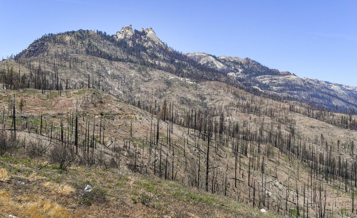 Scorched landscape surrounds peaks in the Sierra National Forest after being burned in the Creek Fire, viewed from the Mile High Vista on Mammoth Pool Road on Friday, June 11, 2021.