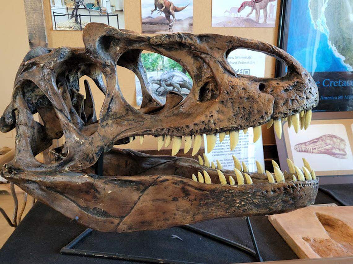 The skull of an allosaurus is on display at the Fossil Discovery Center of Madera County in Chowchilla.