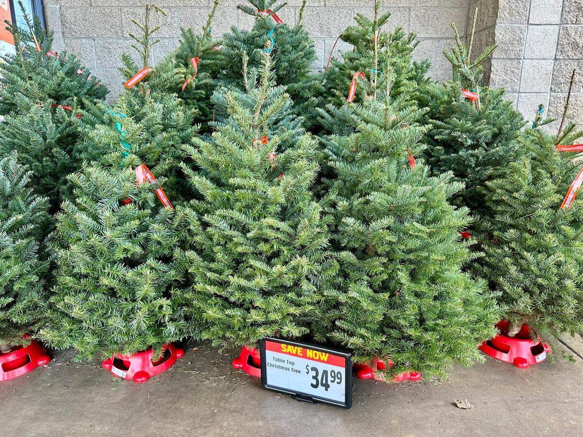 Table top Christmas trees outside of Save Mart at 659 East Nees Ave in Fresno taken on Sunday Nov 24.