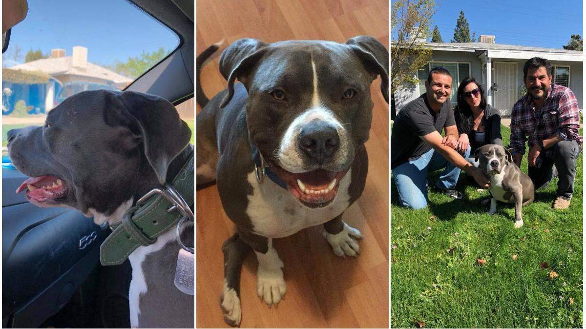 Steve the pit bull was reunited with his Fresno family Friday morning after going missing for nearly a week. A Fresno couple, Chris and Justy Garcia, pictured at right, returned Steve to Nicholas Dodson, far right.