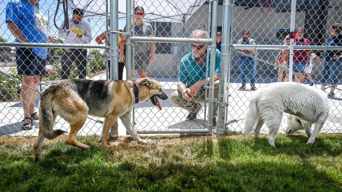 Adoptable dogs Ferdinand, left, and Augusta explore one of six play yards at the new Fresno Animal Center during a grand opening and ribbon cutting event at the facility near the airport on Tuesday, June 28, 2022.