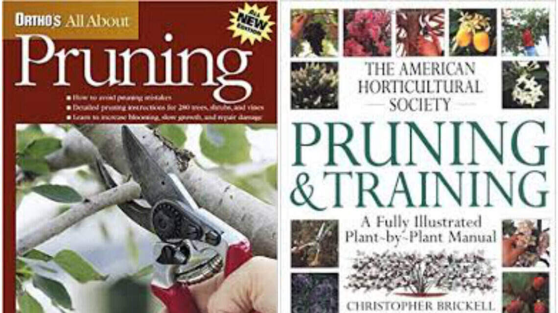 Learn how to prune effectively, but leave the big trees to a professional