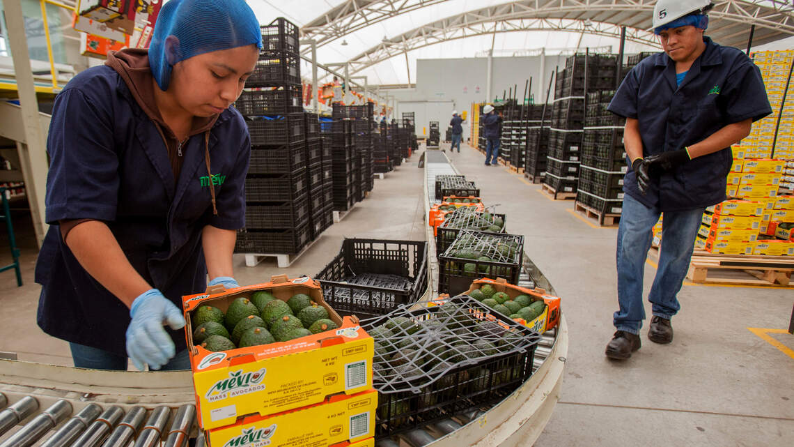 México alcanza los 51,874 millones de dólares en exportaciones agroalimentarias en 2023