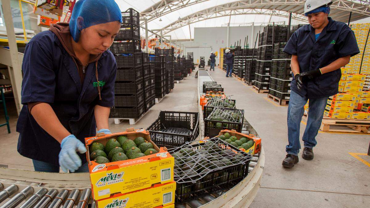 Las exportaciones de productos agroalimentarios mexicanos en 2023 alcanzó los 51.874 millones de dólares en 2023, un aumento del 3.9% en comparación con 2022, informó este domingo la Secretaría de Agricultura y Desarrollo Rural (Sader) del Gobierno de México.