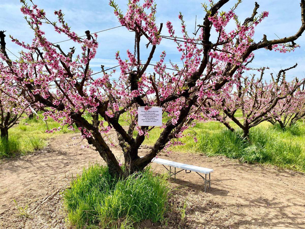 The Masumoto Family Farm is offering an opportunity to visit their orchards for “blossom bathing”