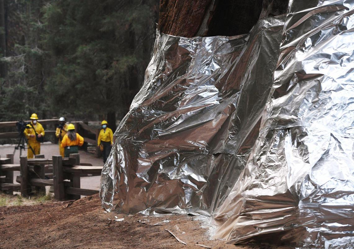The Gerneral Sherman giant sequoia’s base is seen wraped in insulation to protect it from wildfire, seen during a tour of the KNP Complex fire burn area in Giant Forest Thursday, Sept. 30, 2021 in Sequoia National Park, CA.