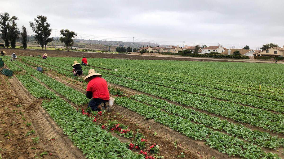 California farmworkers harvest radish in Moorpark, CA, on Friday June 3, 2022.