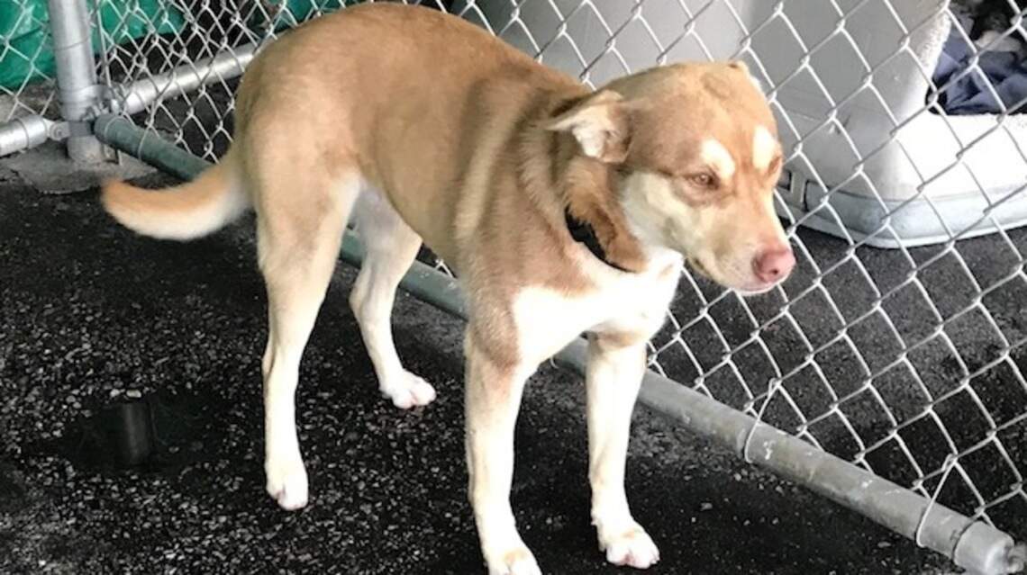 Cash, Frosty, Gloria and Lily are looking for new homes!