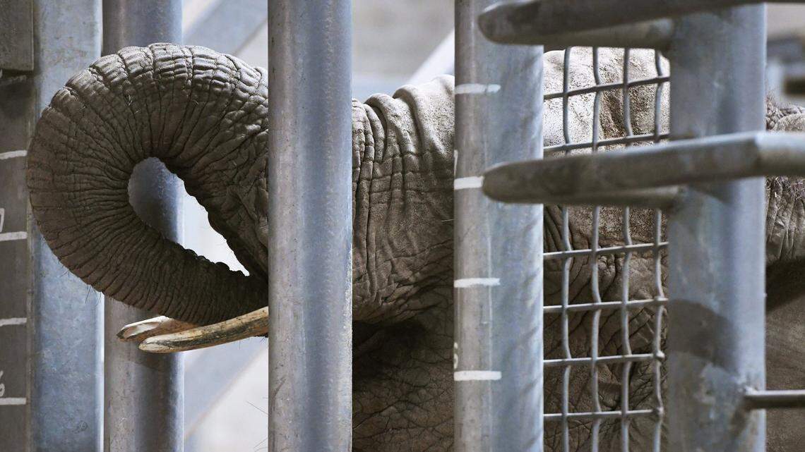 Should animals be considered ‘citizens’ like people? Ethical debate is raging on