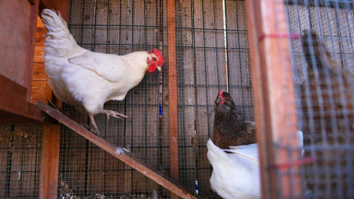 The N.C. Court of Appeals revived a lawsuit on Tuesday, April 4, 2022, centered on a neighborhood dispute concerning the ownership of backyard chickens. At issue is whether the chickens are considered pets or poultry under the subdivision bylaws.