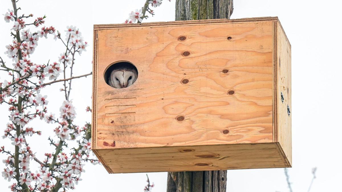 A male barn owl keeps watch out of a barn owl box from The Owl Box Company in Madera. The birds serve as a solution for farmers combating rodents like gophers and rats on their farms and the owl boxes provide a habitat to keep them coming around to do the job.