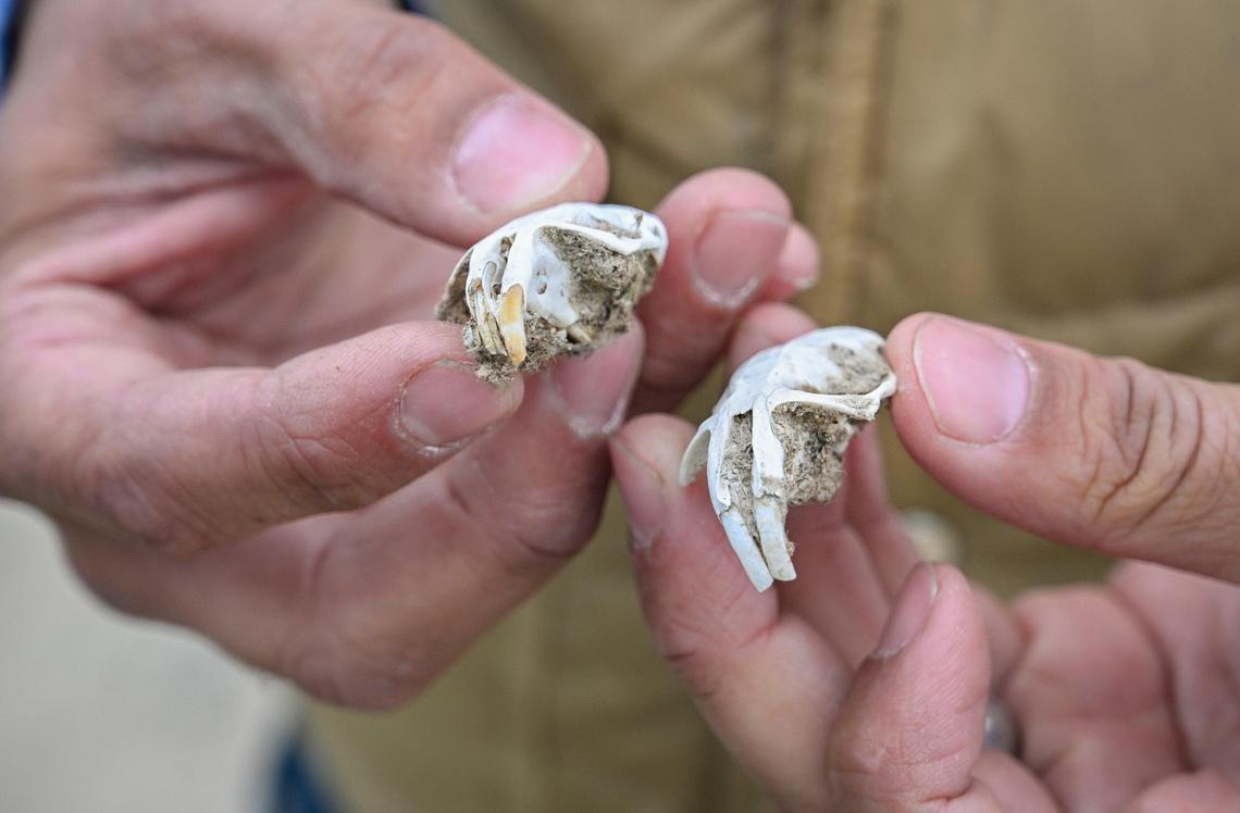 Nick Davis shows a couple of gopher skulls he pulled from owl pellets near one of his barn owl boxes. The owls eat the rodents whole and then regurgitate the fur and bones in the form of a pellet.