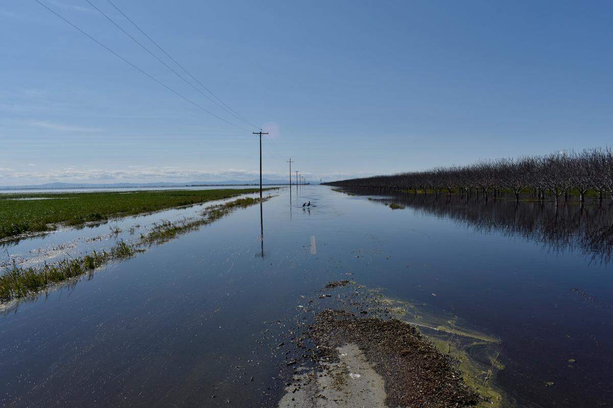 Multiple species of birds flocked to the lakebed of Tulare Lake on Ave. 120, halfway between Corcoran and Alpaugh in Tulare County, on April 4, 2023.