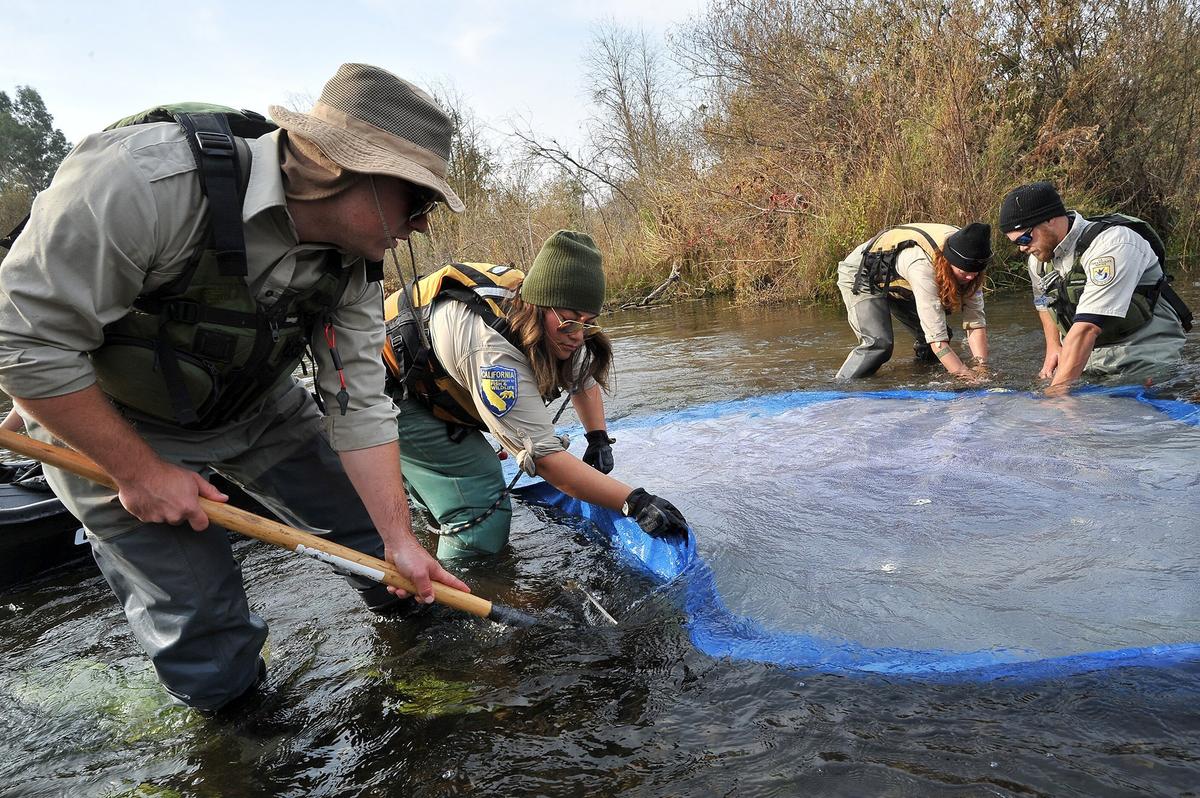 Andreas Raisch, U.S. Fish and Wildlife Service biological science technician, far left, with Adriana Arrambide, scientific aide at California Department of Fish and Wildlife, work to make a flat bed for an emergence trap in the San Joaquin River at Friant. They are placing  the trap over a redd - a nest of gravel where female salmon lay eggs - to catch newly hatched Chinook salmon for study during a salmon fishery restoration project, Monday morning, Nov. 19, 2018. In the background right, Emily Shaw, California Department of Fish and Wildlife scientific aide, and Austin Demarest, biological science technician, U.S. Fish and Wildlife Service, work to secure their side in the chilly water.