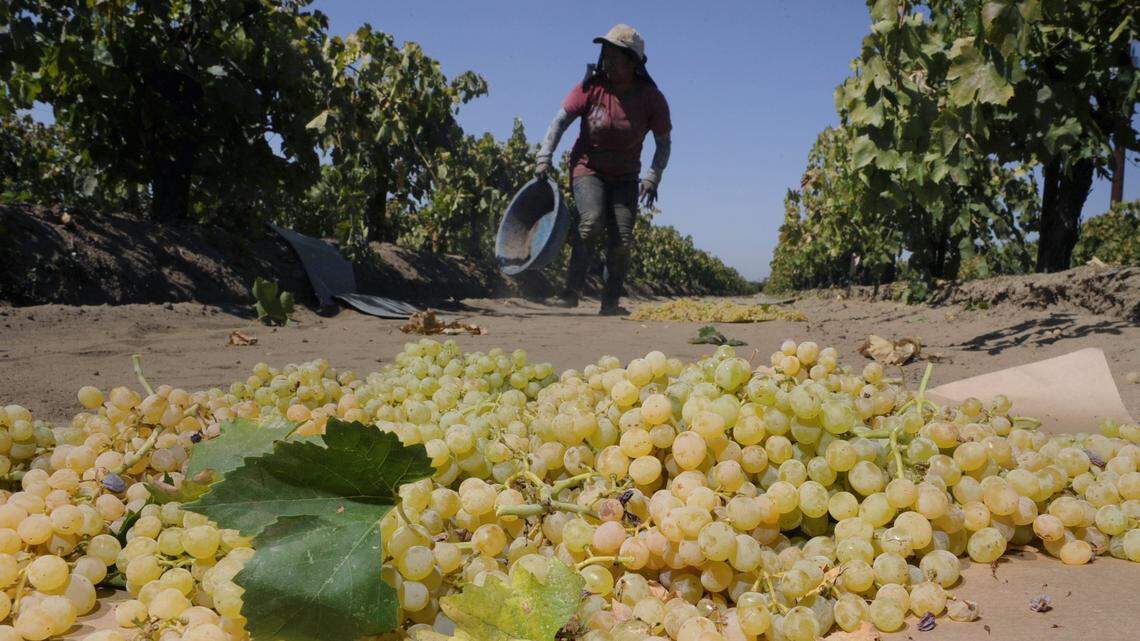 A tray of freshly picked grapes dries on a paper tray Dinuba. Writer David Masumoto recalls when families would harvest raisins together.