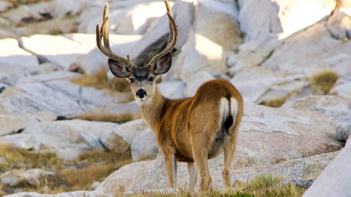 Startled buck injures girl at Yosemite. Rangers say others were feeding it illegally