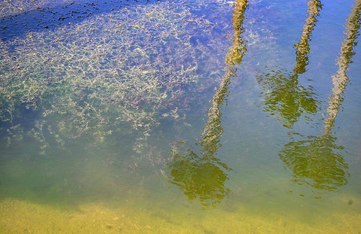 Algae grows in one of the ponds in the Greenhills Estates community in east Chowchilla. A dispute between the community's home owners association and water resource council has led to the water being shut off to the ponds causing the algae blooms and mass fish die-off.