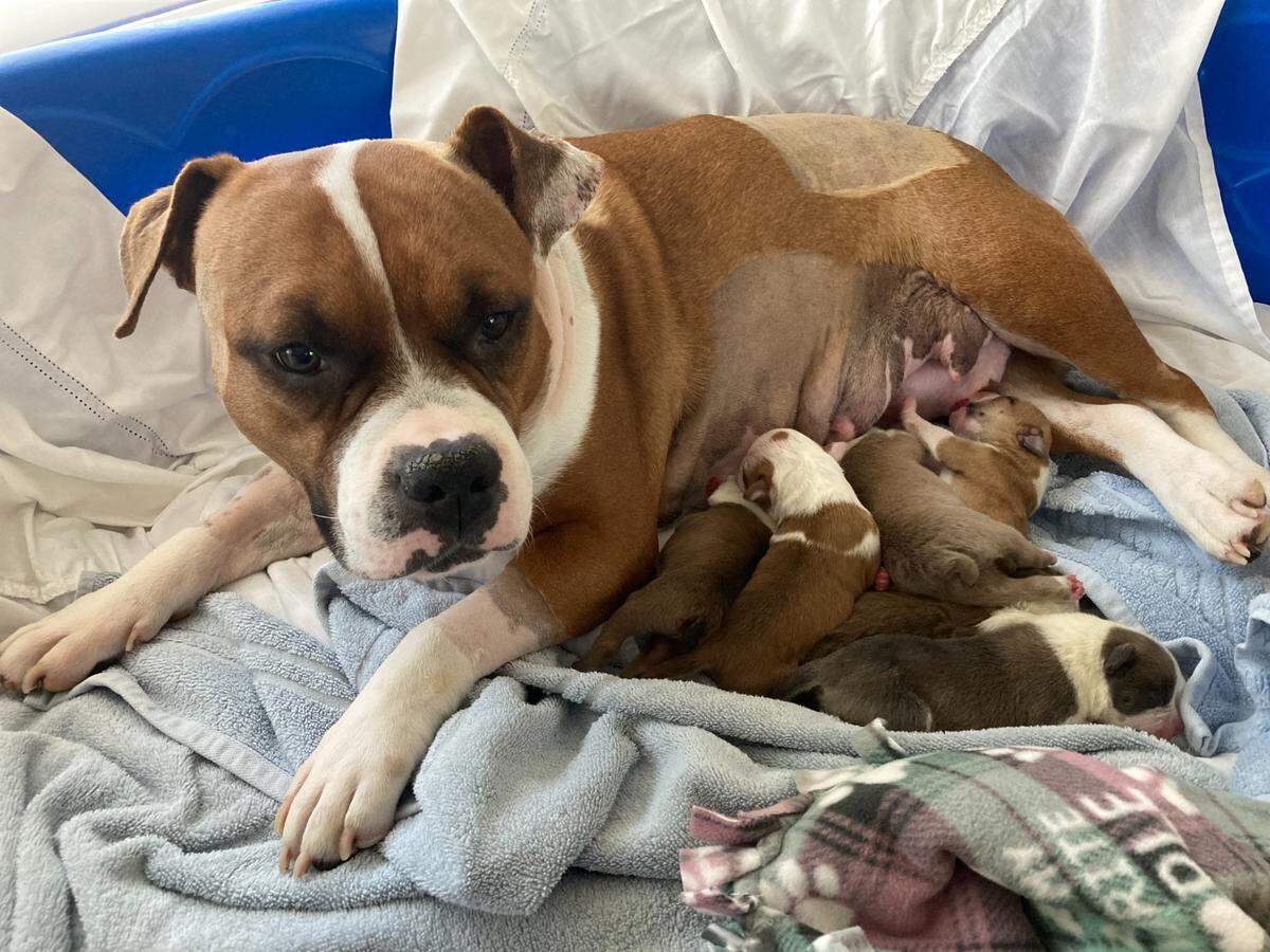 Roxy, a brown-and-white colored pitbull mix from Fresno, was stabbed 17 times all over her body during an attack on July 23 in Fresno. She managed to survive and two weeks later, gave birth to a litter of puppies.