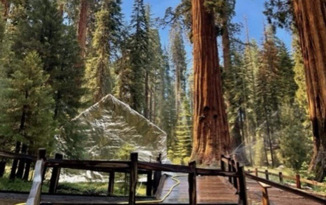 NPS photo from Mariposa Grove showing the Galen Clark Cabin covered with structure protection wrap and a temporary sprinkler system in place.